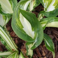 Hosta undulata var. univittata